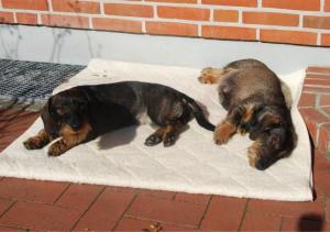 Franka mit Gina