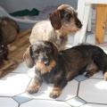 Lucy mit Enkel und Urenkel