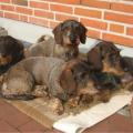 Lucy hat alles im Griff