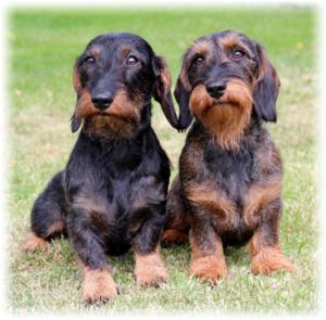 Anton und Alma von Grandelshof  nach Nele und Elvis