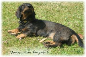 Anna vom Ringshof x Nissebandens Kris