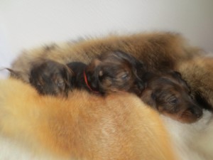 IMG_5847
